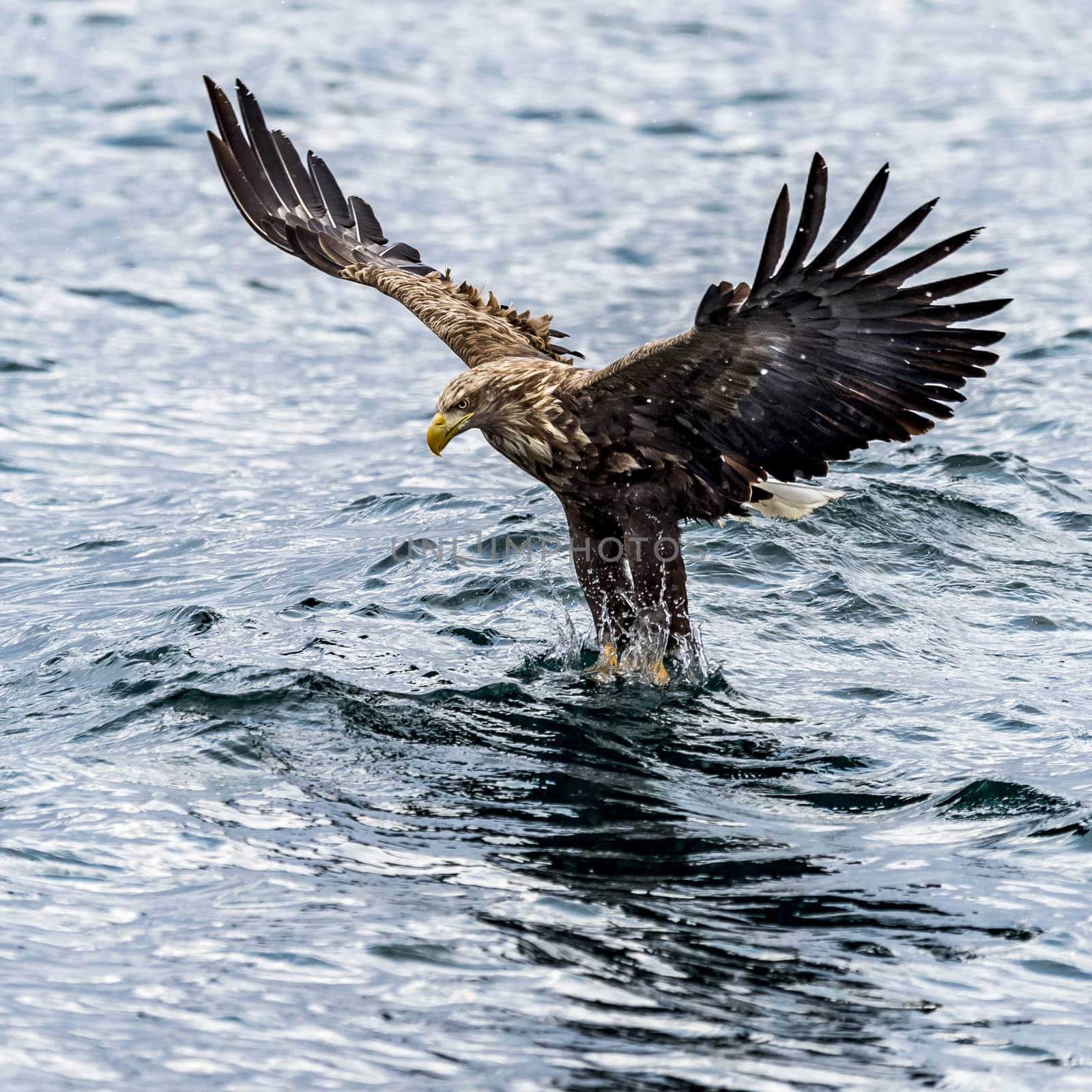 The White-talied Sea Eagle in the snow near Rausu at Shiretoko, Hokkaido of Japan.