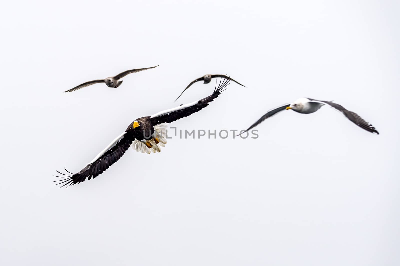 The Predatory Stellers Sea-eagle in the snow near Rausu at Shiretoko, Hokkaido of Japan.