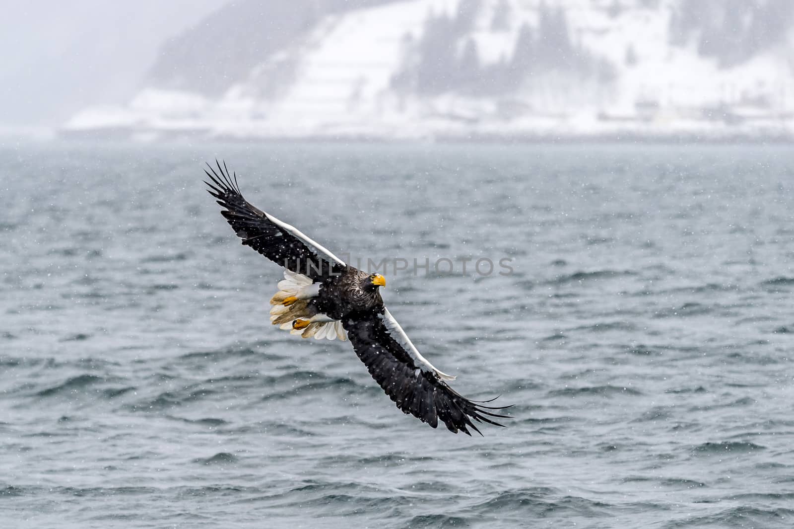 The Predatory Stellers Sea-eagle in the snow near Rausu at Shiretoko, Hokkaido of Japan.