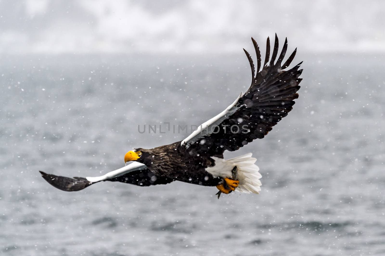 The Predatory Stellers Sea-eagle in the snow near Rausu at Shiretoko, Hokkaido of Japan.