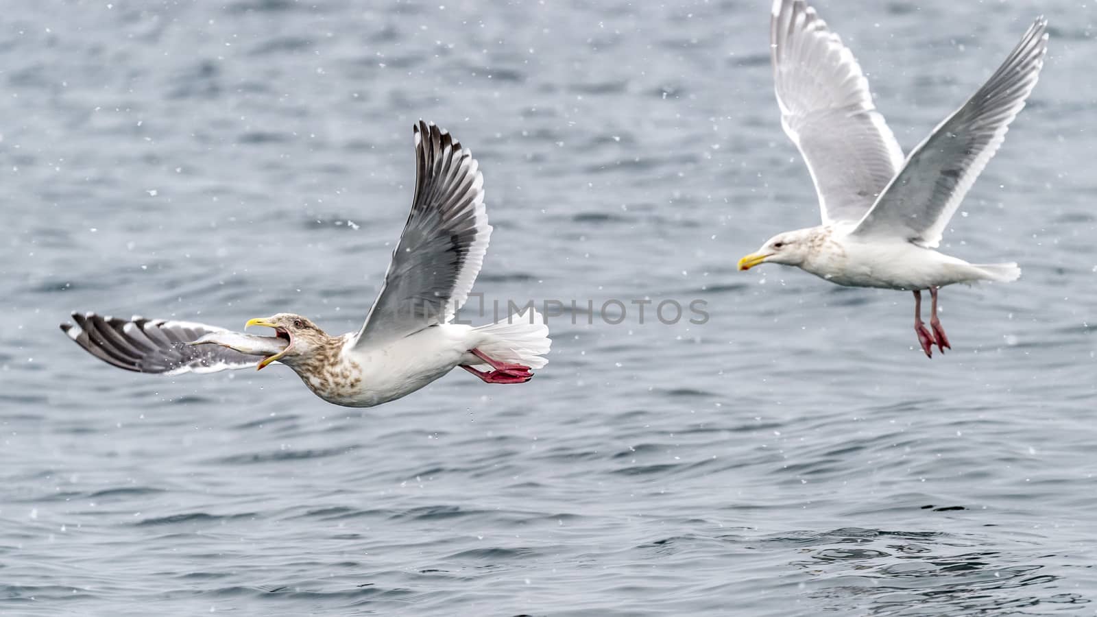 The Predatory Seagulls in the snow near Rausu at Shiretoko, Hokkaido of Japan.