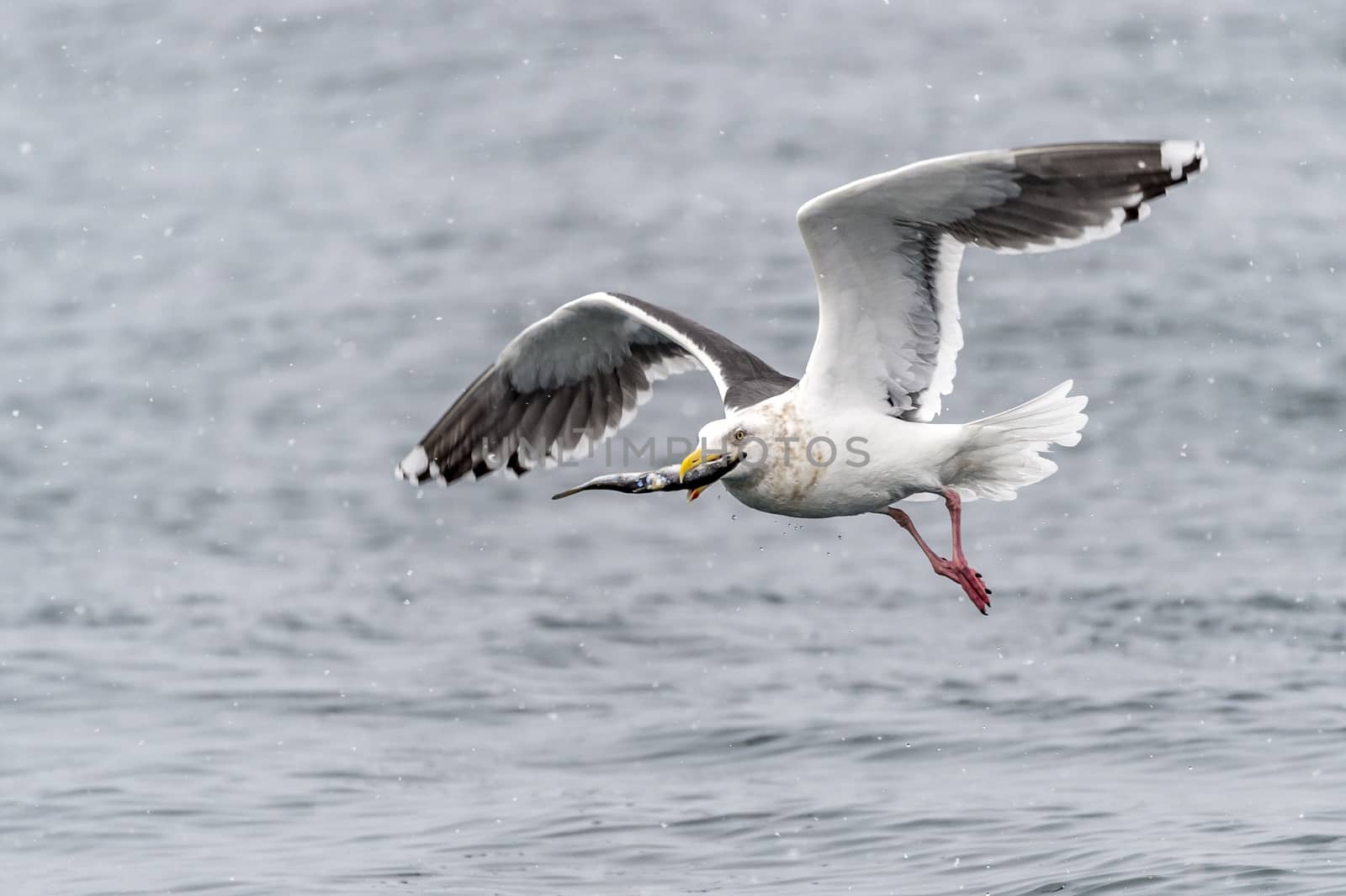 The Predatory Seagulls by JasonYU