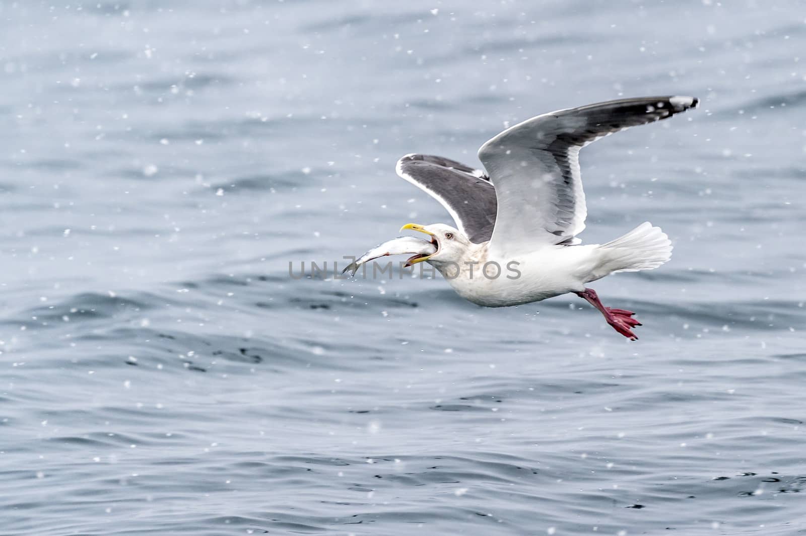 The Predatory Seagulls in the snow near Rausu at Shiretoko, Hokkaido of Japan.