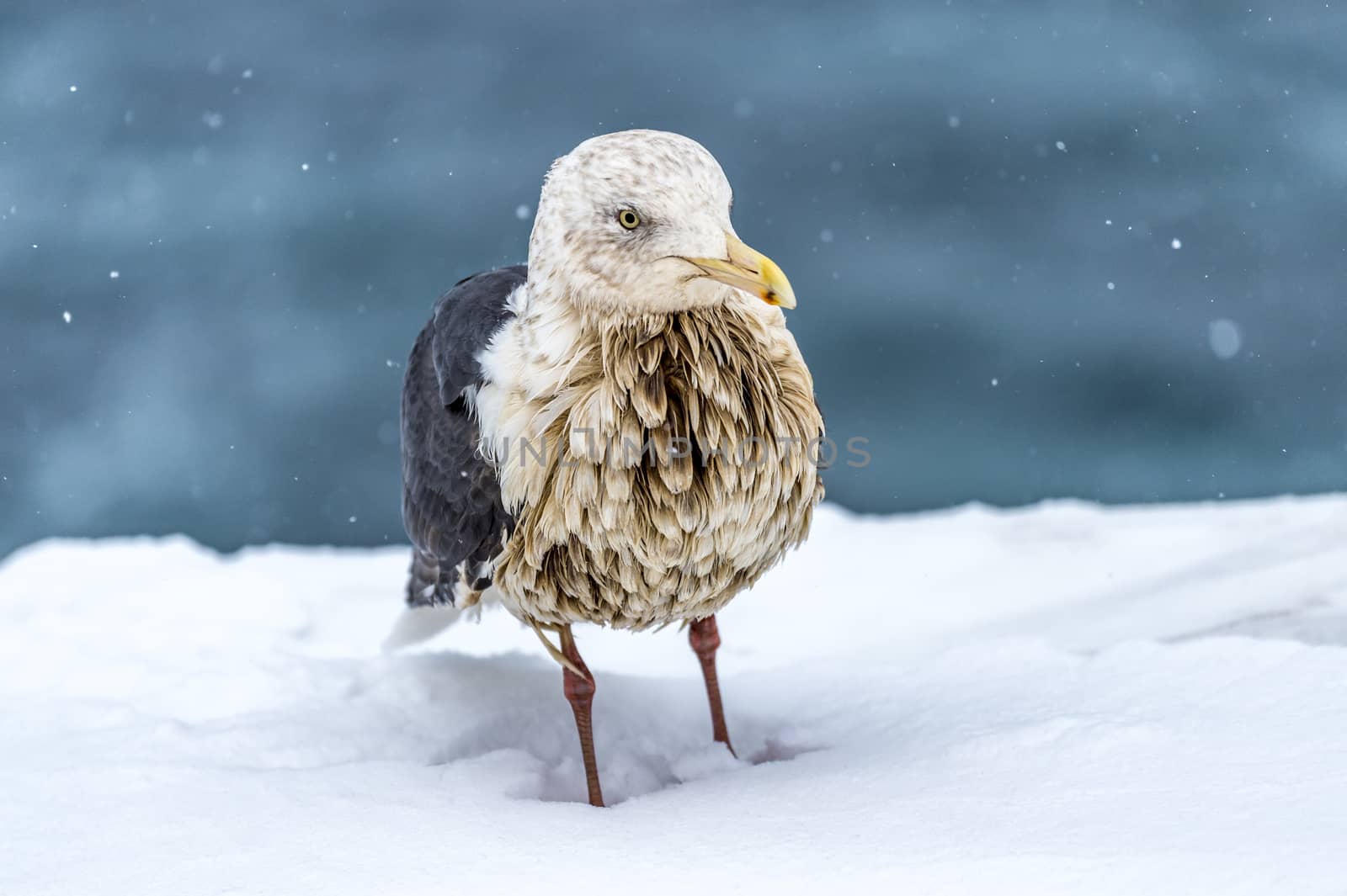 The Predatory Seagulls in the snow near Rausu at Shiretoko, Hokkaido of Japan.