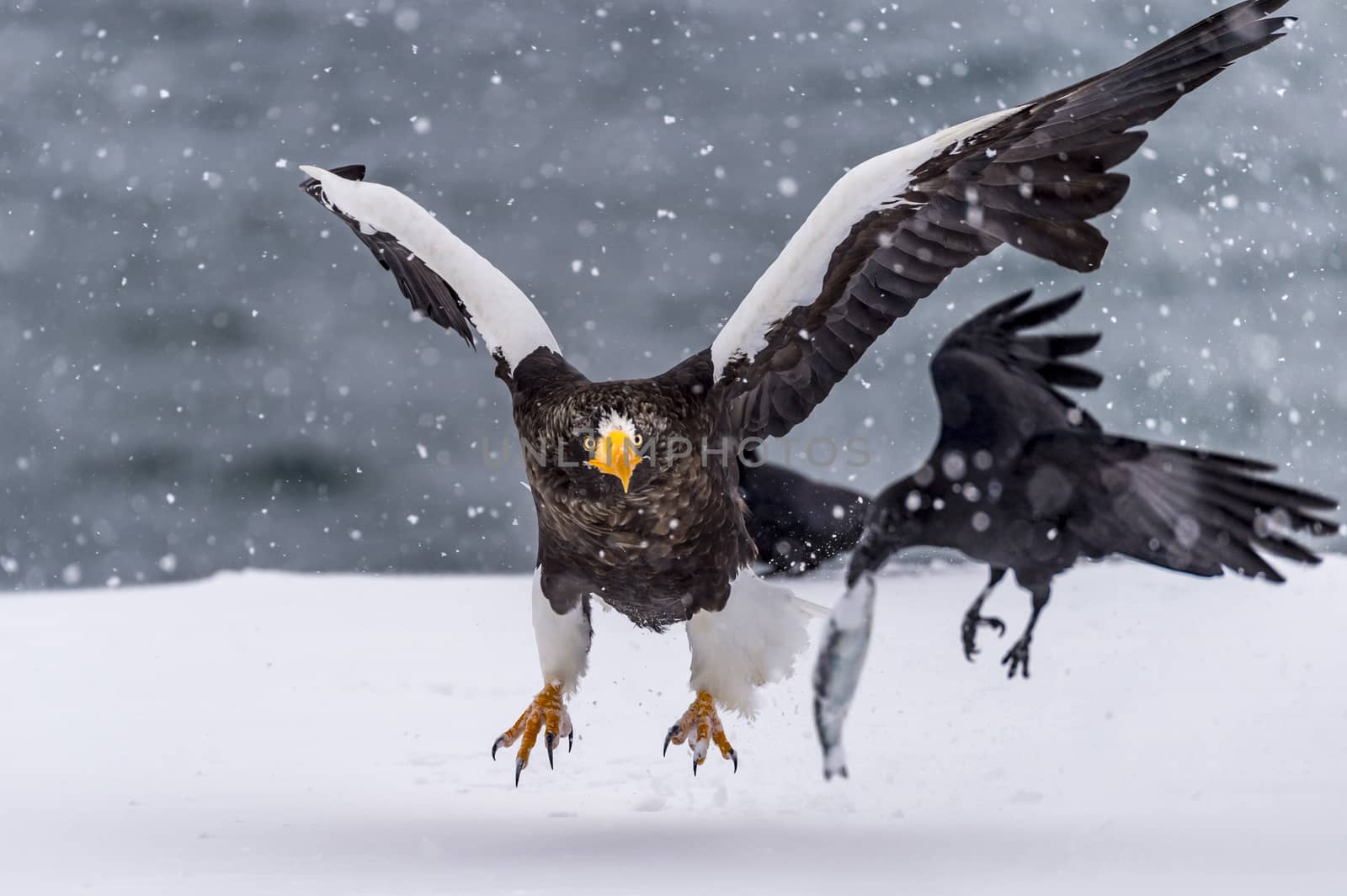 The Predatory Stellers Sea-eagle in the snow near Rausu at Shiretoko, Hokkaido of Japan.