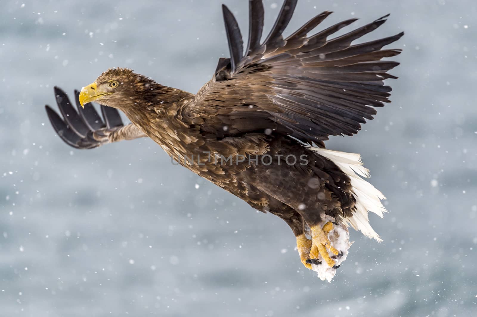 The White-talied Sea Eagle in the snow near Rausu at Shiretoko, Hokkaido of Japan.