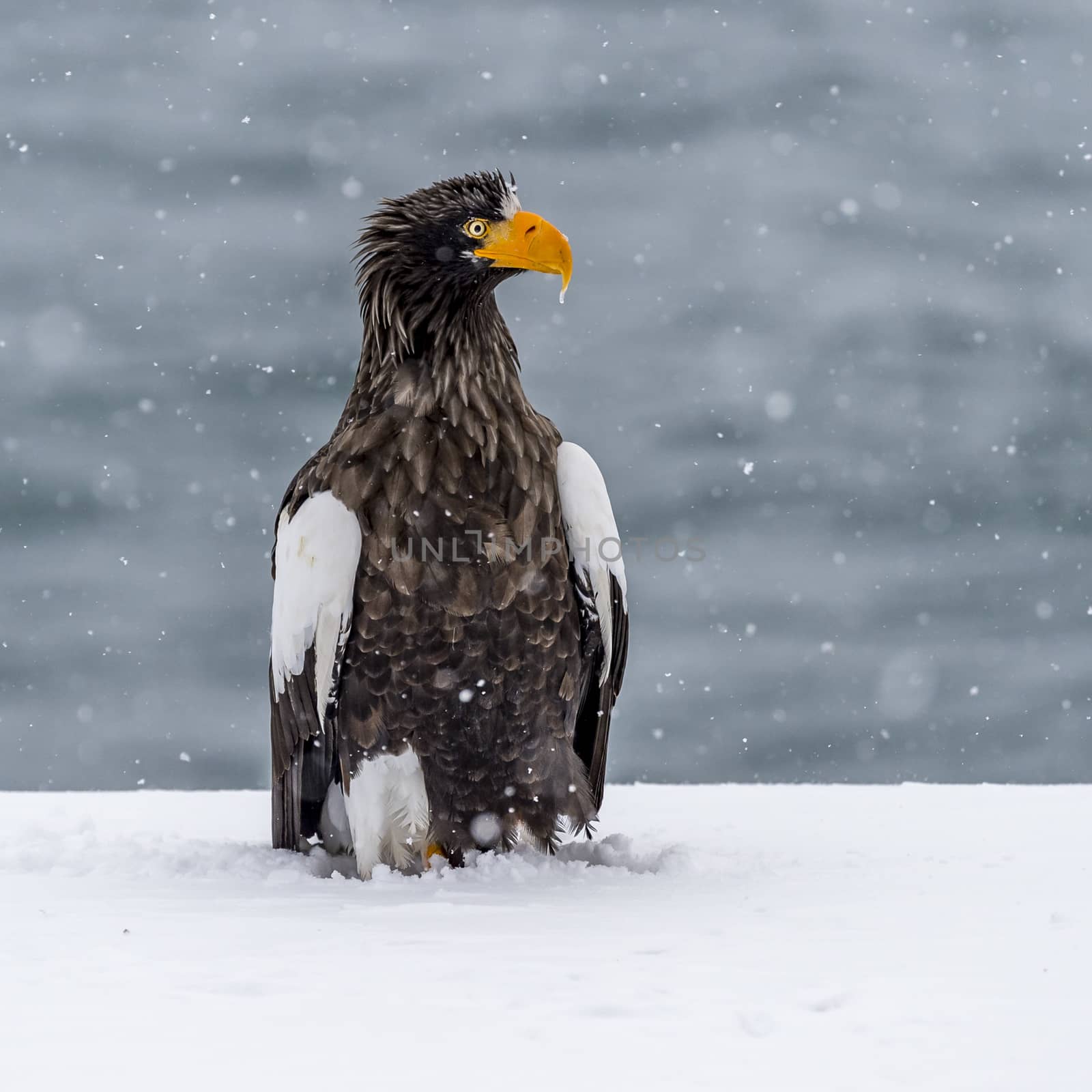 The Predatory Stellers Sea-eagle in the snow near Rausu at Shiretoko, Hokkaido of Japan.