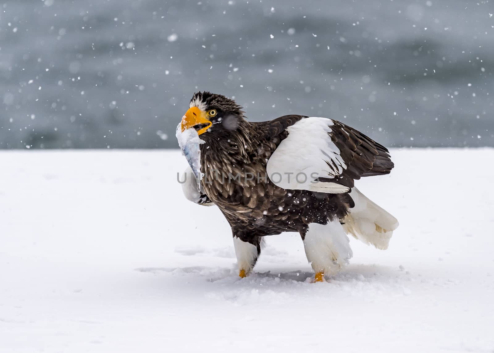 The Predatory Stellers Sea-eagle in the snow near Rausu at Shiretoko, Hokkaido of Japan.