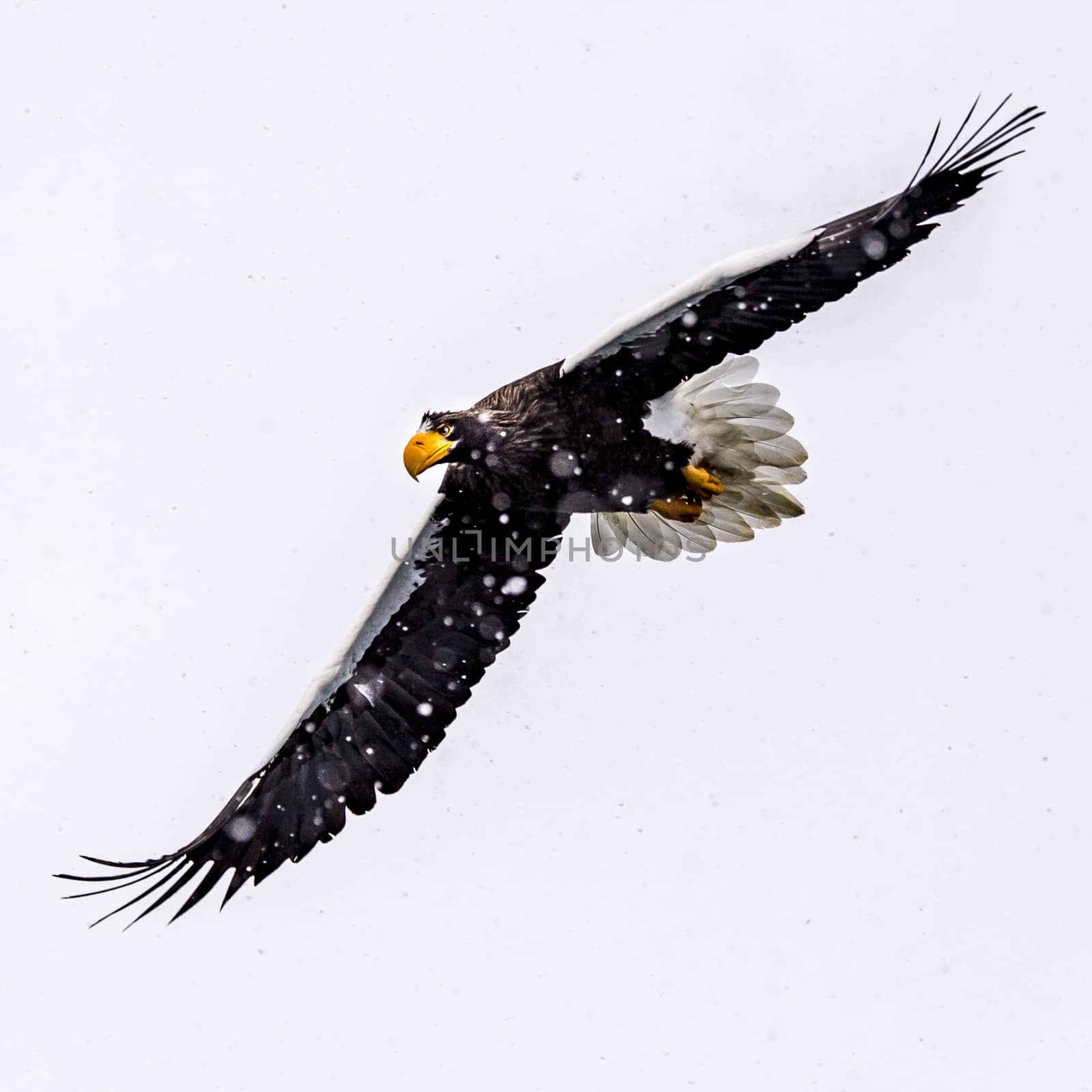 The Predatory Stellers Sea-eagle in the snow near Rausu at Shiretoko, Hokkaido of Japan.