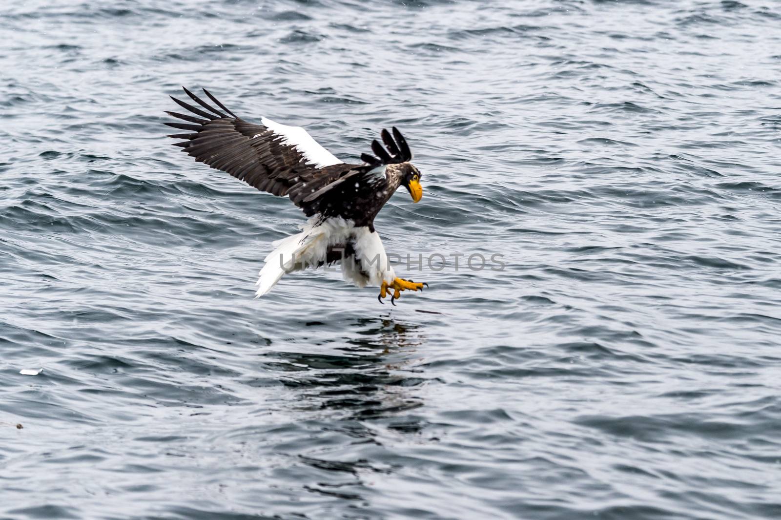 The Predatory Stellers Sea-eagle in the snow near Rausu at Shiretoko, Hokkaido of Japan.