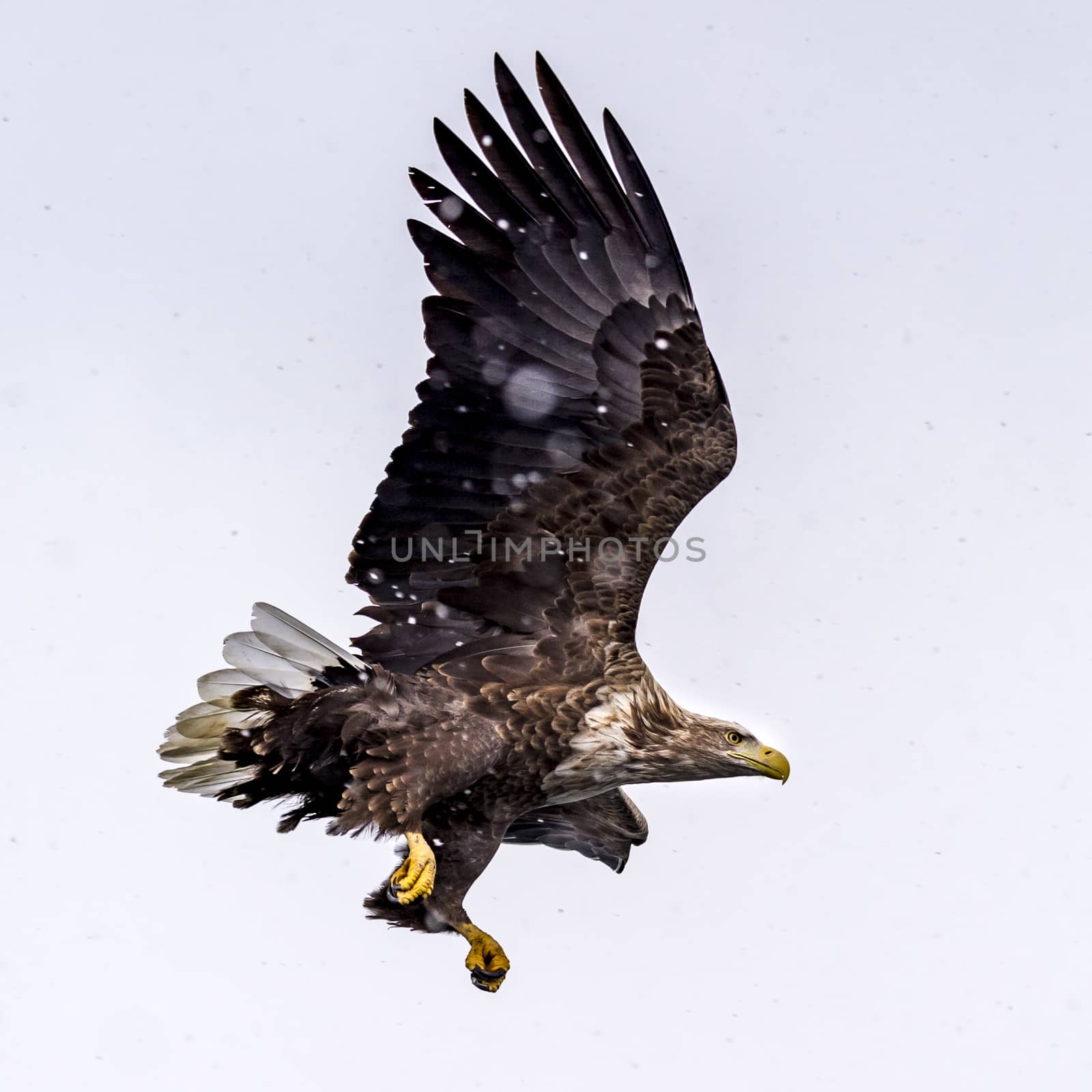 The White-talied Sea Eagle in the snow near Rausu at Shiretoko, Hokkaido of Japan.