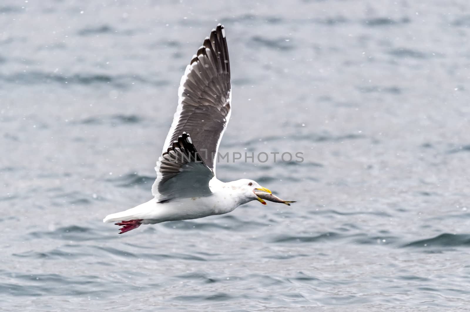 The Predatory Seagulls in the snow near Rausu at Shiretoko, Hokkaido of Japan.