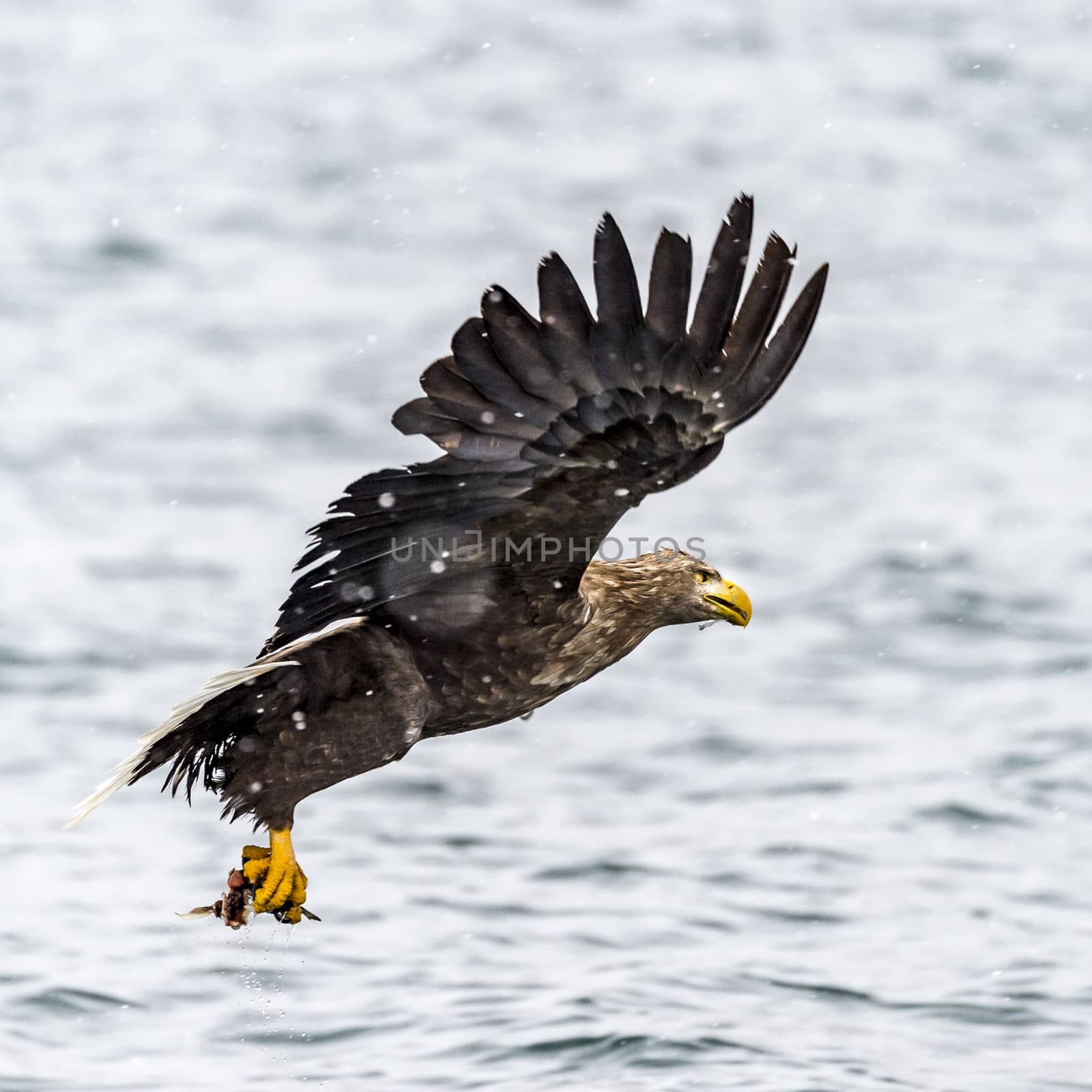 The White-talied Sea Eagle in the snow near Rausu at Shiretoko, Hokkaido of Japan.