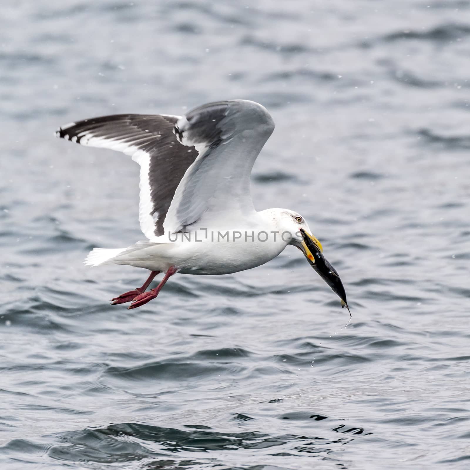 The Predatory Seagulls by JasonYU