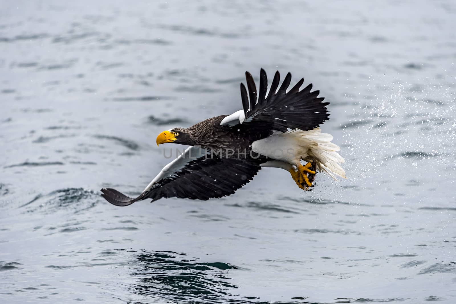 The Predatory Stellers Sea-eagle in the snow near Rausu at Shiretoko, Hokkaido of Japan.