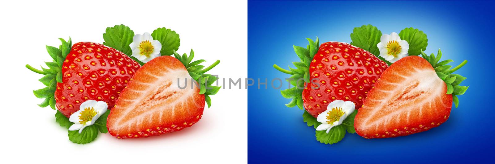 Strawberry isolated. Two strawberries with flowers and leaves isolated on white and blue backgrounds