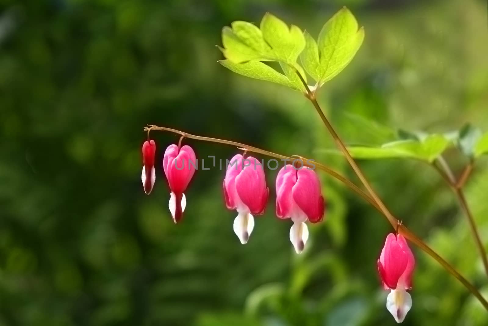 Fine pink flowers of the dicenter close up. The broken heart