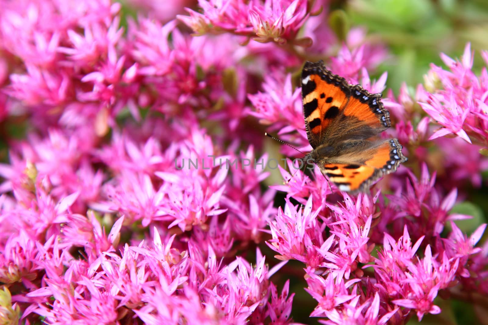 small pink colors. A butterfly on flowers by sveter