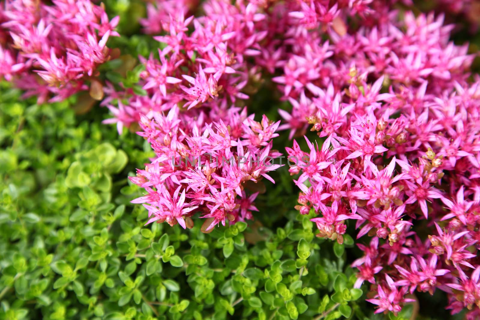 small pink colors. The growing thyme by sveter