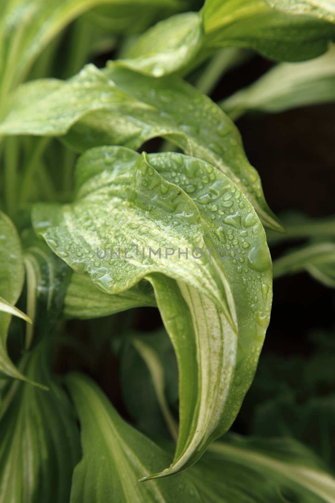 variegated green leaves of hosts with white stripes as background