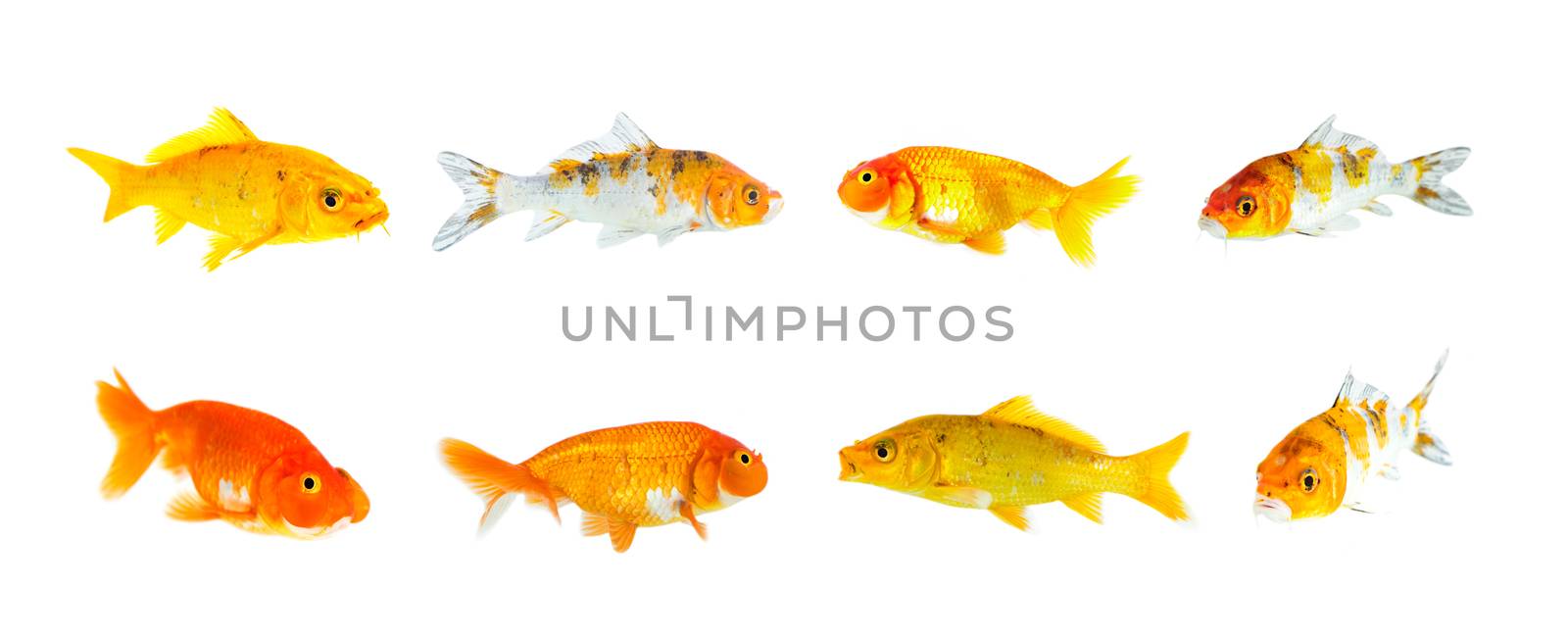 Group of goldfish and koi fish and bubble eye goldfish isolated on a white background. Animal. Pet.