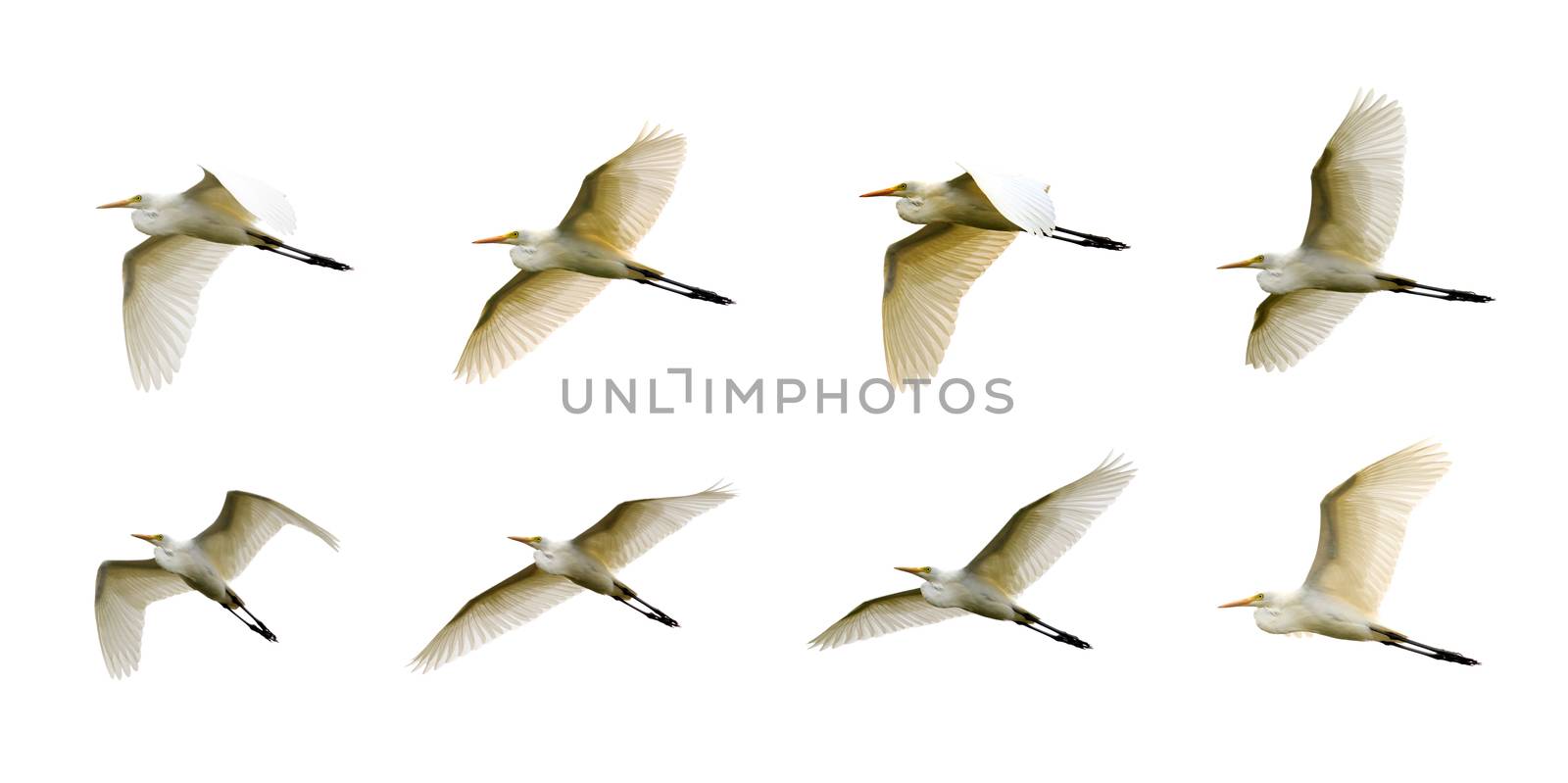 Group of Eastern Cattle egret (Bubulcus coromandus) flying on whitel background. Bird, Wild Animals.