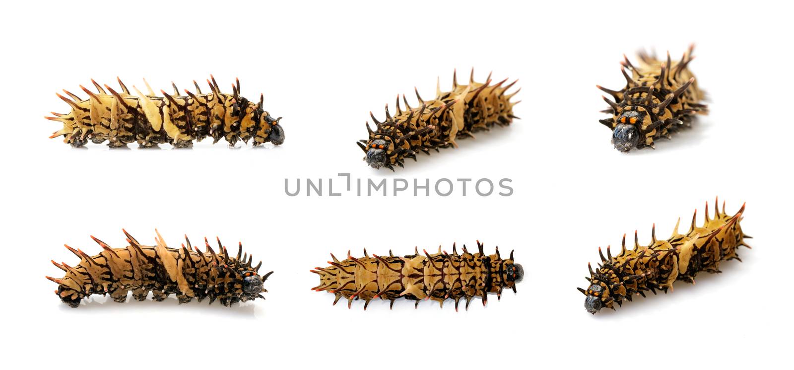 Group of golden birdwing caterpillar isolated on a white background. worm. Insect. Animal.
