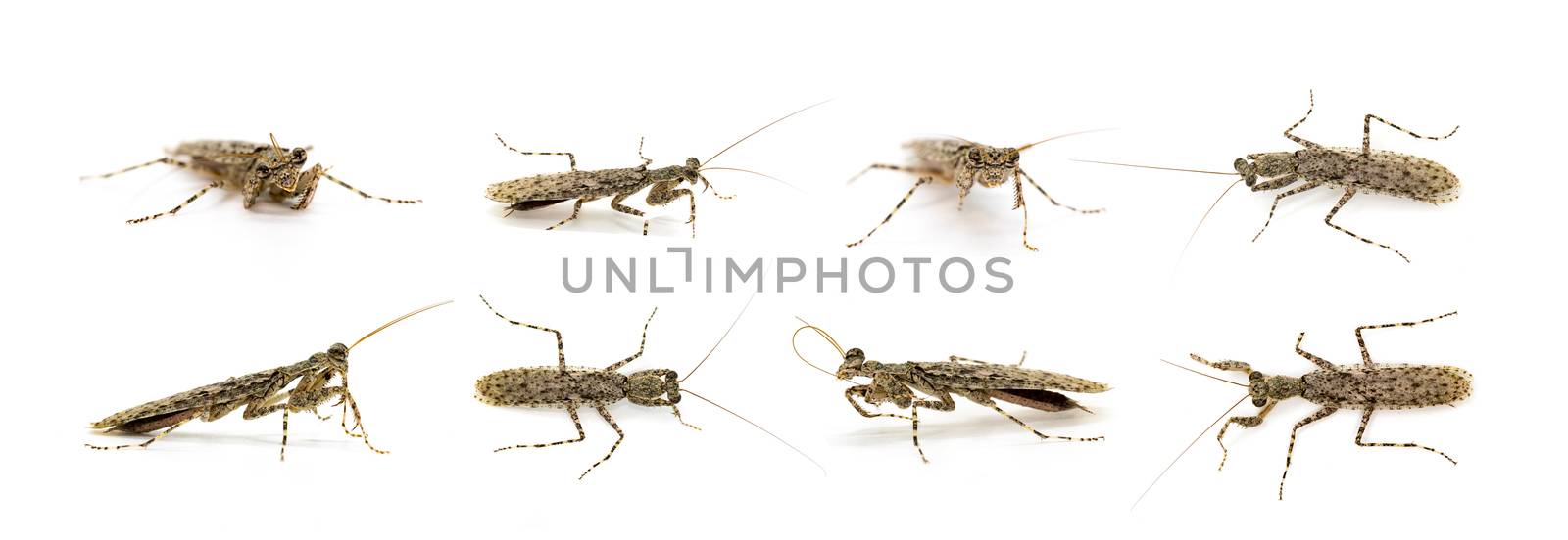 Group of Camouflaged bark mantis (Liturgusa sp.) on white background. Insect. Animal.