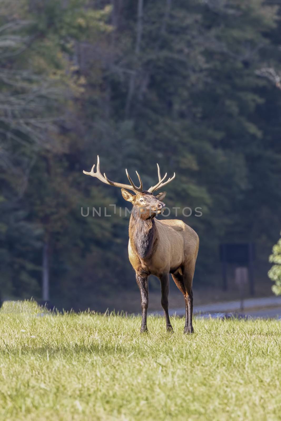 Bull elk, Cervus canadensis, great smoky mountains, North Carolina