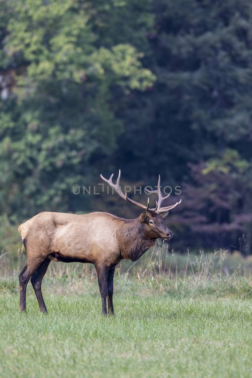 elk, Cervus canadensis, great smoky mountains, North Carolina by Alvin1598