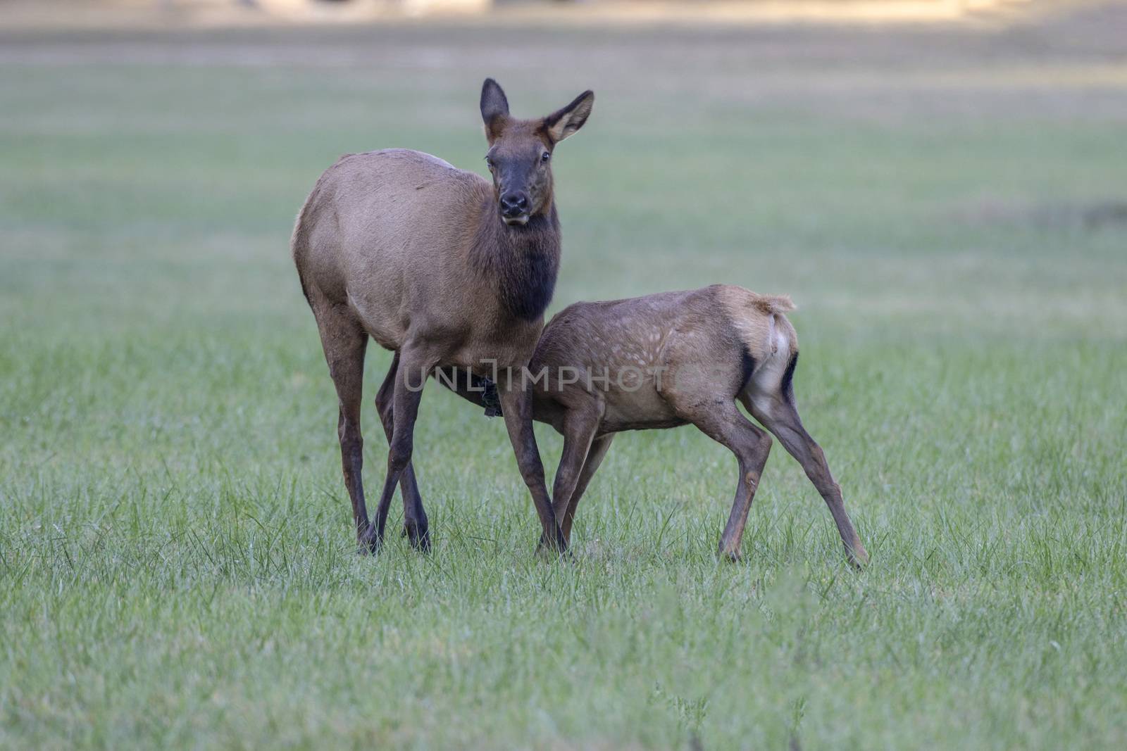 elk, Cervus canadensis, great smoky mountains, North Carolina by Alvin1598