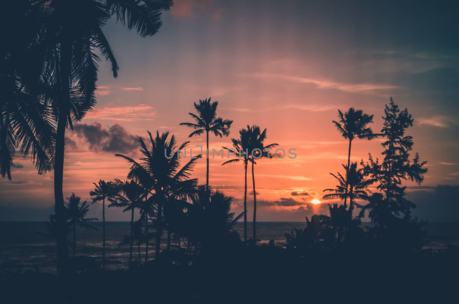 Hawaii, palm trees and sunsets a three commonly related terms. This picture present the trhee of them in a very harmonic way.