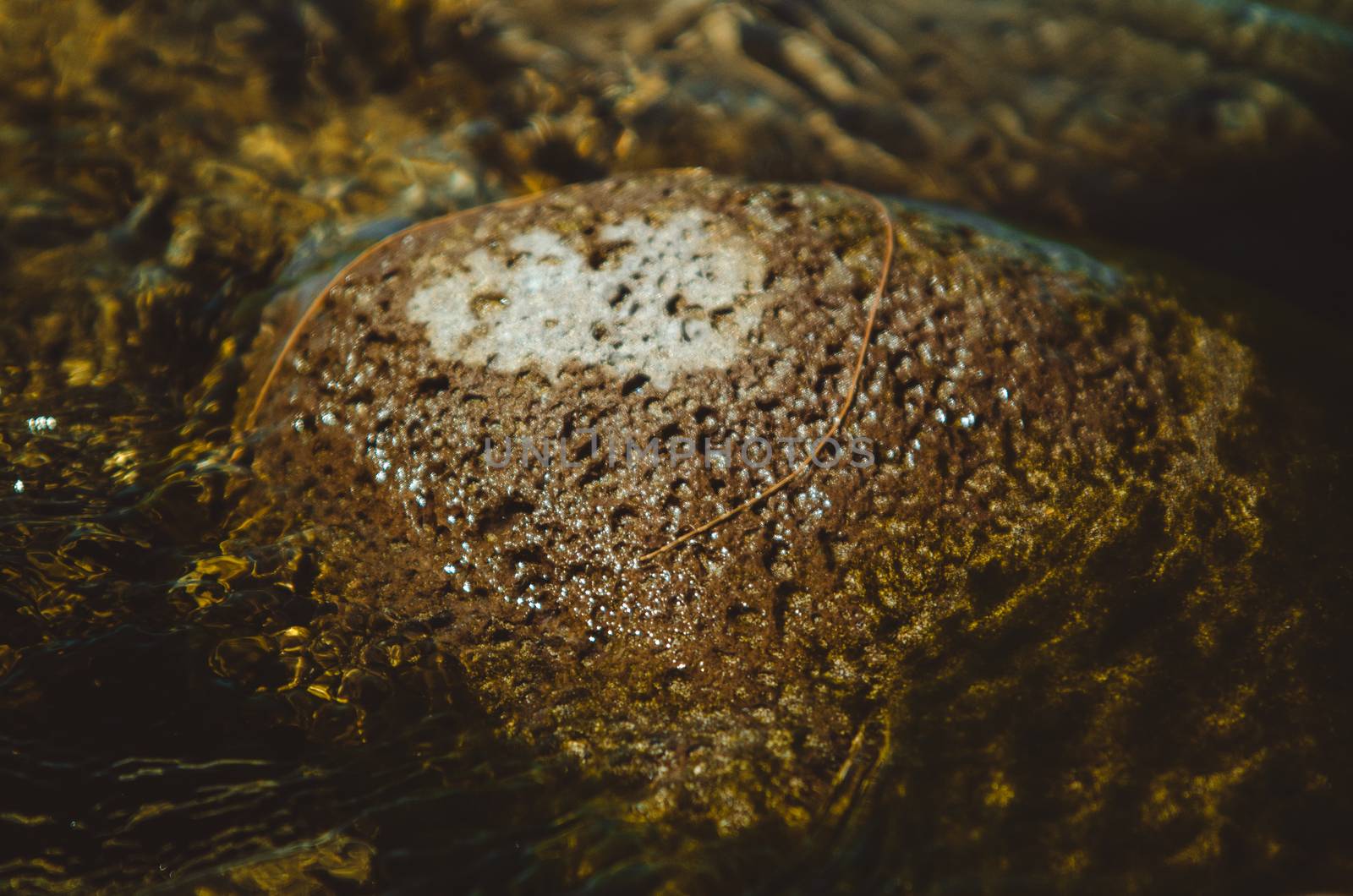 Green and brown image of a single rock in the river bed, covered by moss and mud