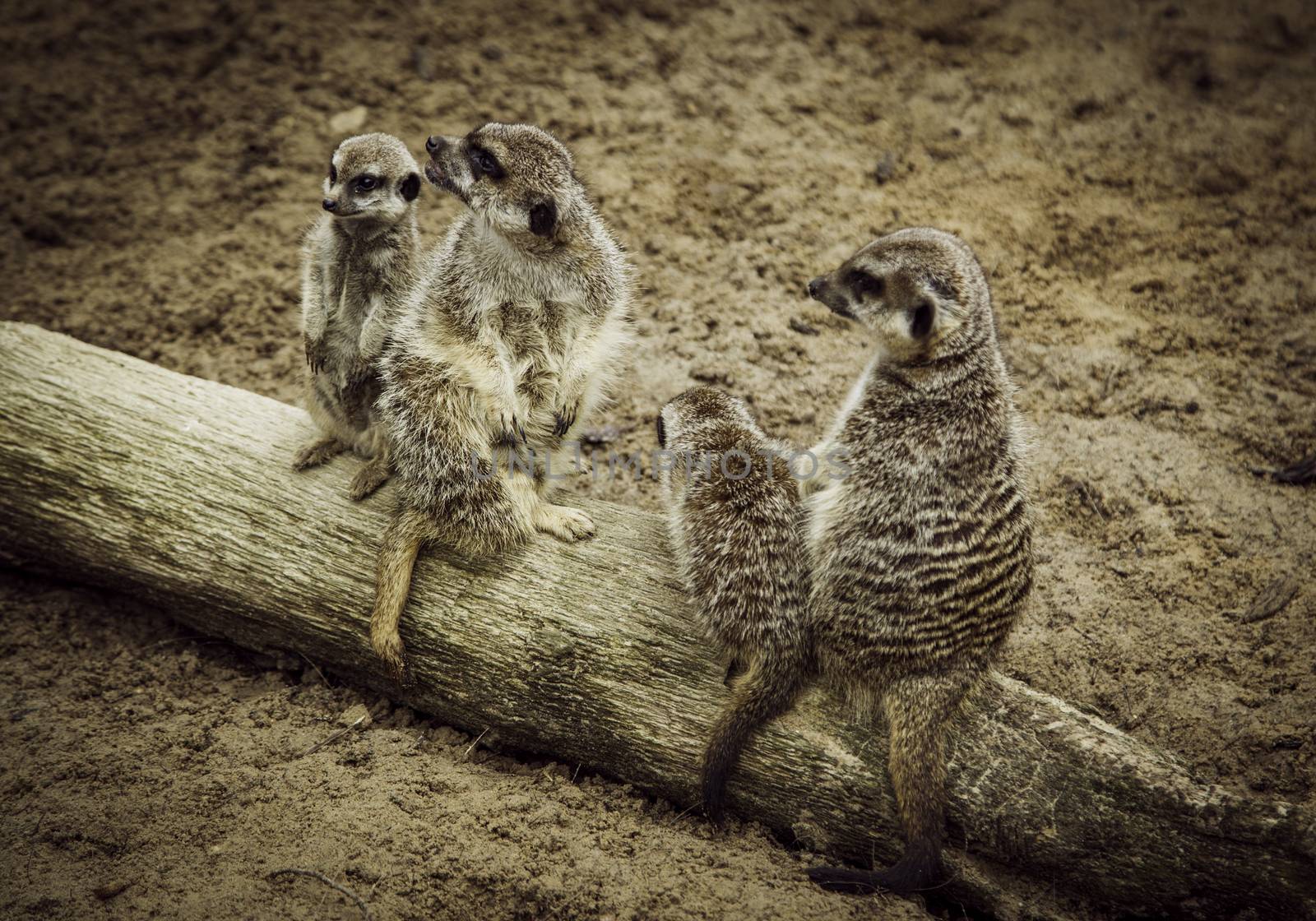 Meerkats in the nature by esebene