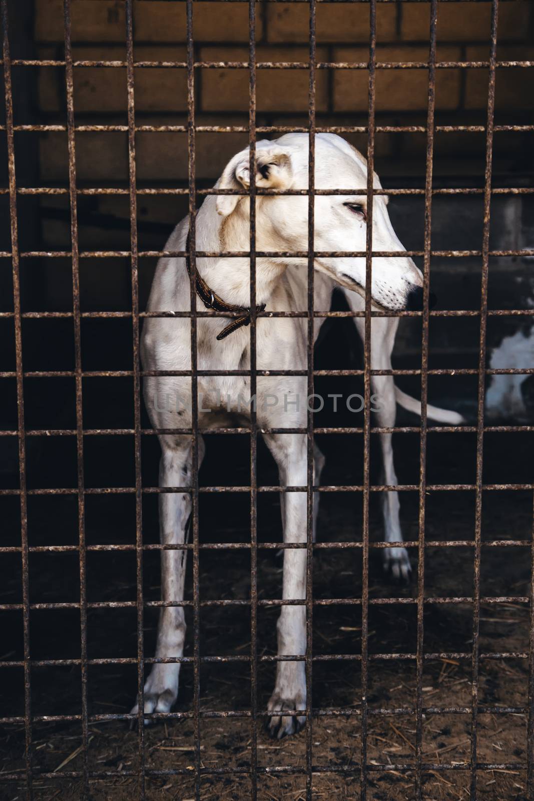 Abandoned and caged dogs by esebene