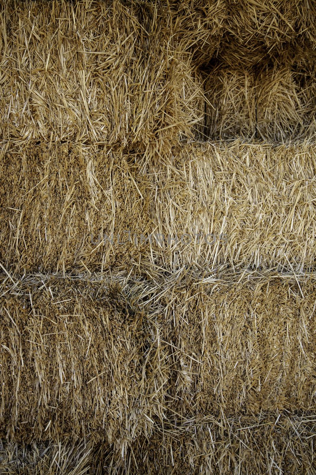 Dry wheat in freshly harvested branch by esebene