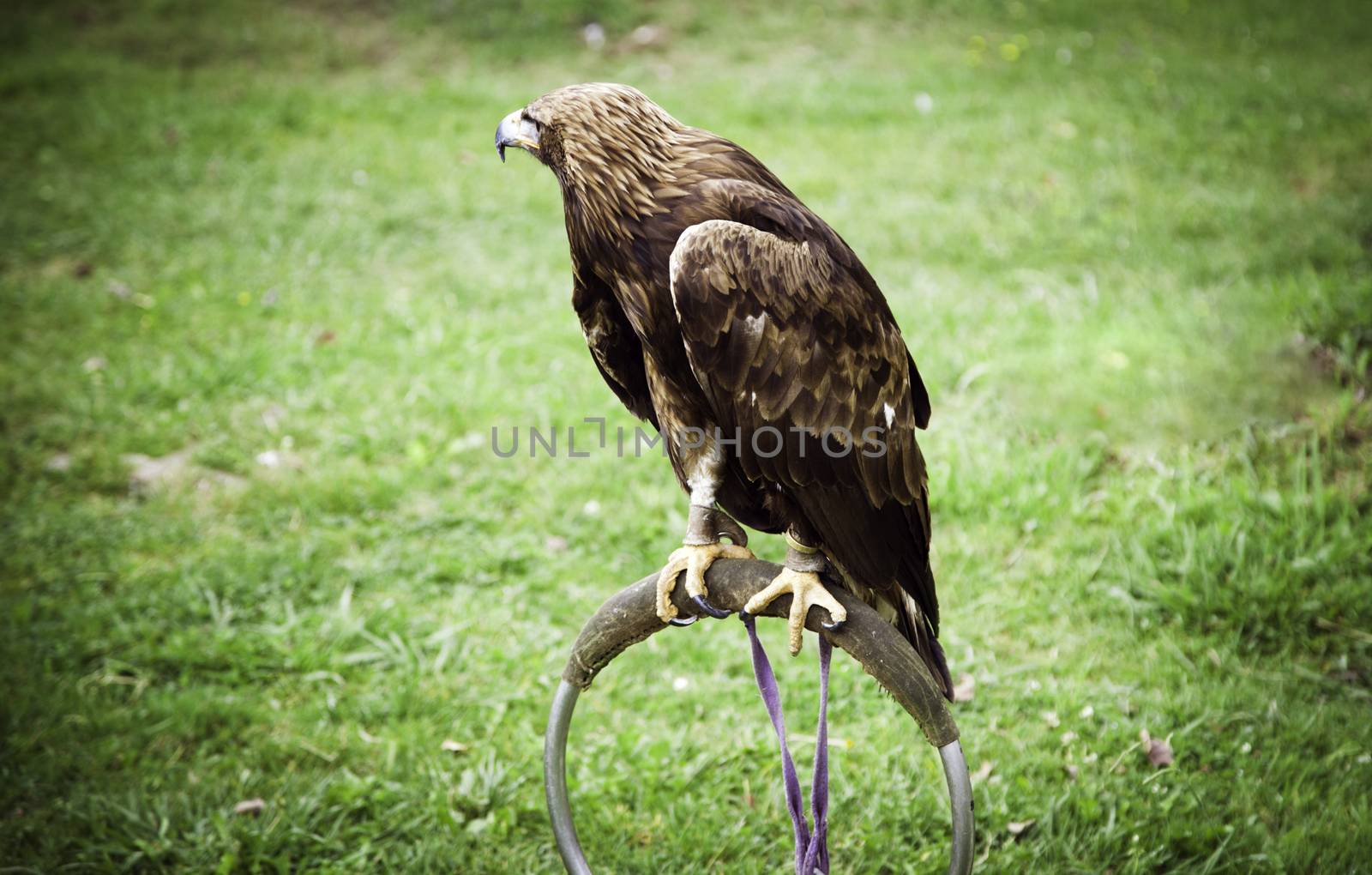 Protected Eagle by esebene