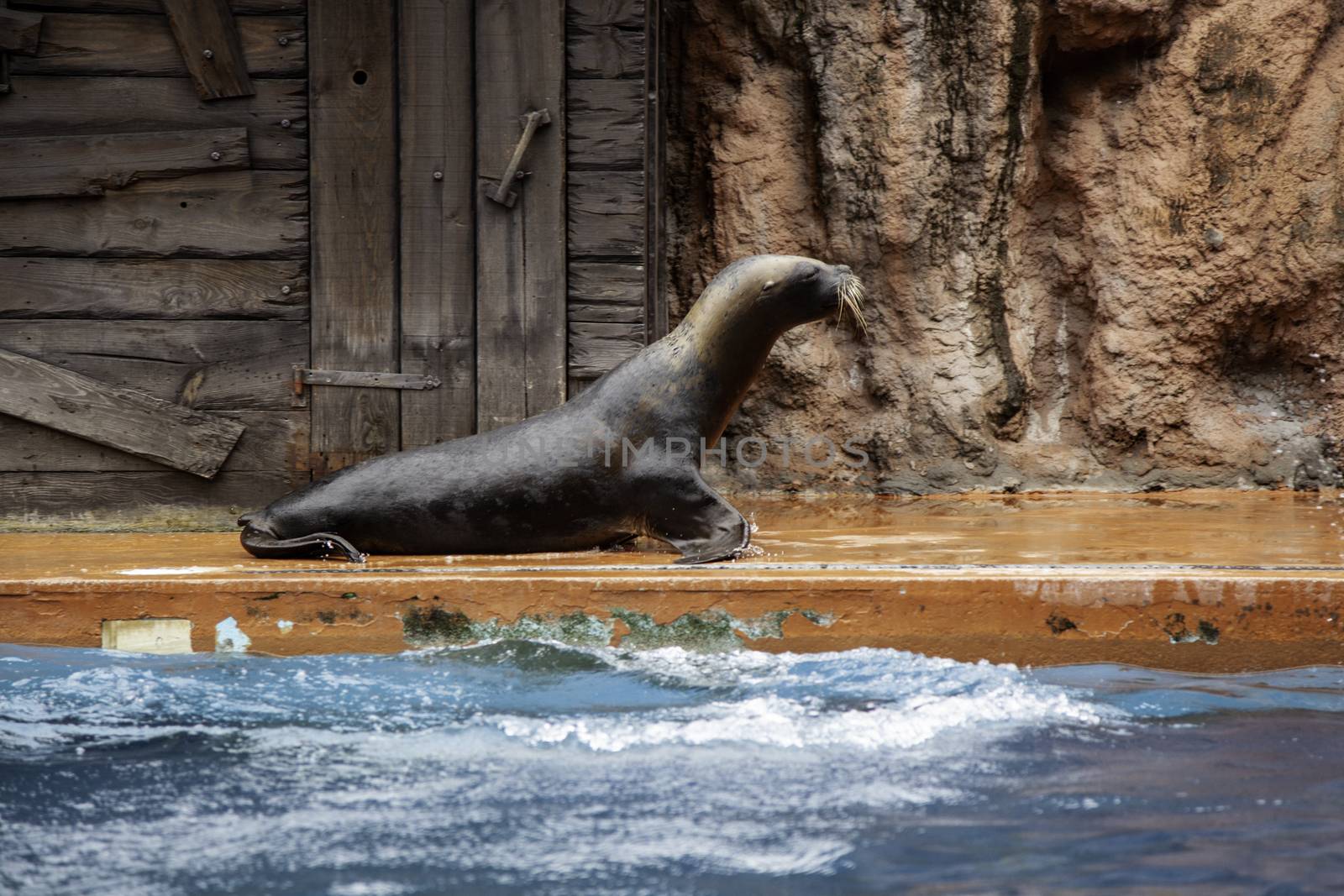 Seal in captivity, marine animal detail