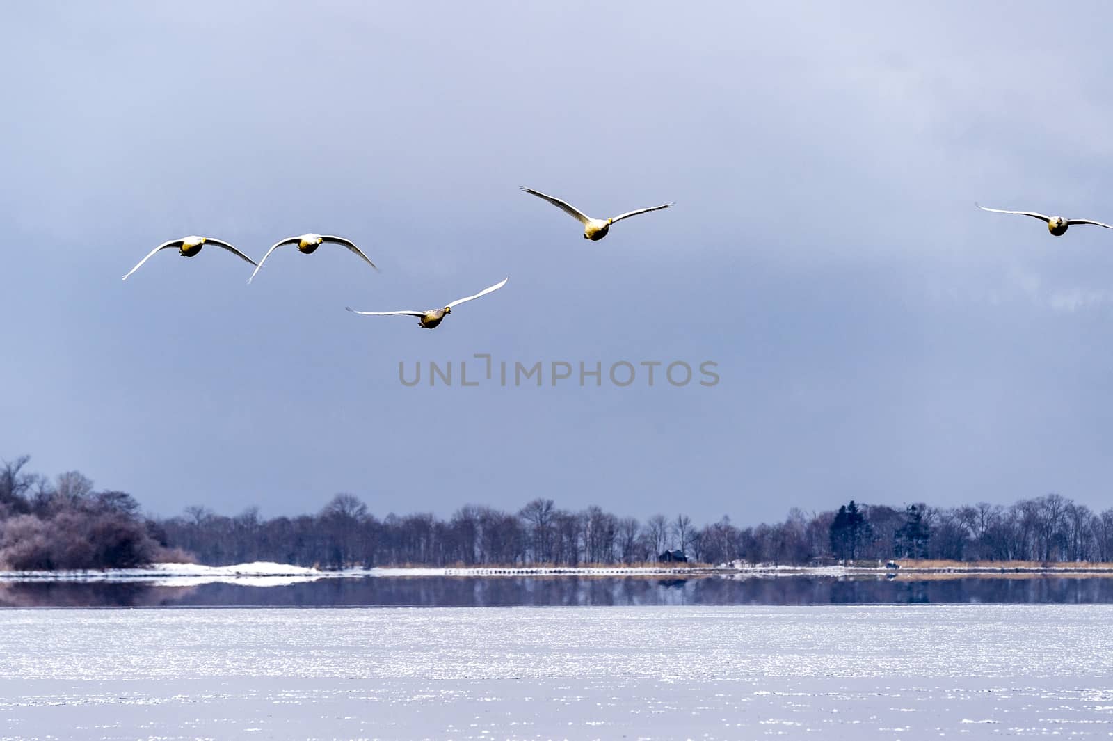 The Swan Lake by JasonYU