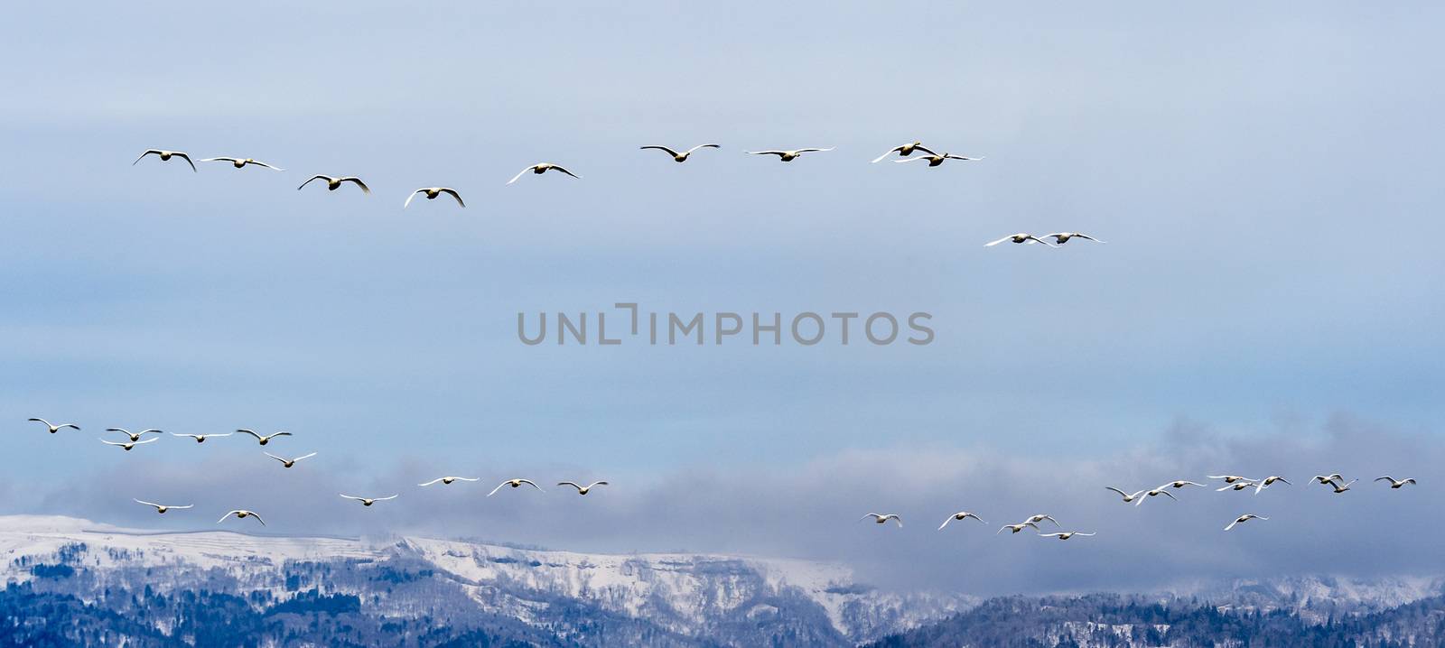 The swans in the Lake Kussharo of Shiretoko in Hokkaido, Japan.