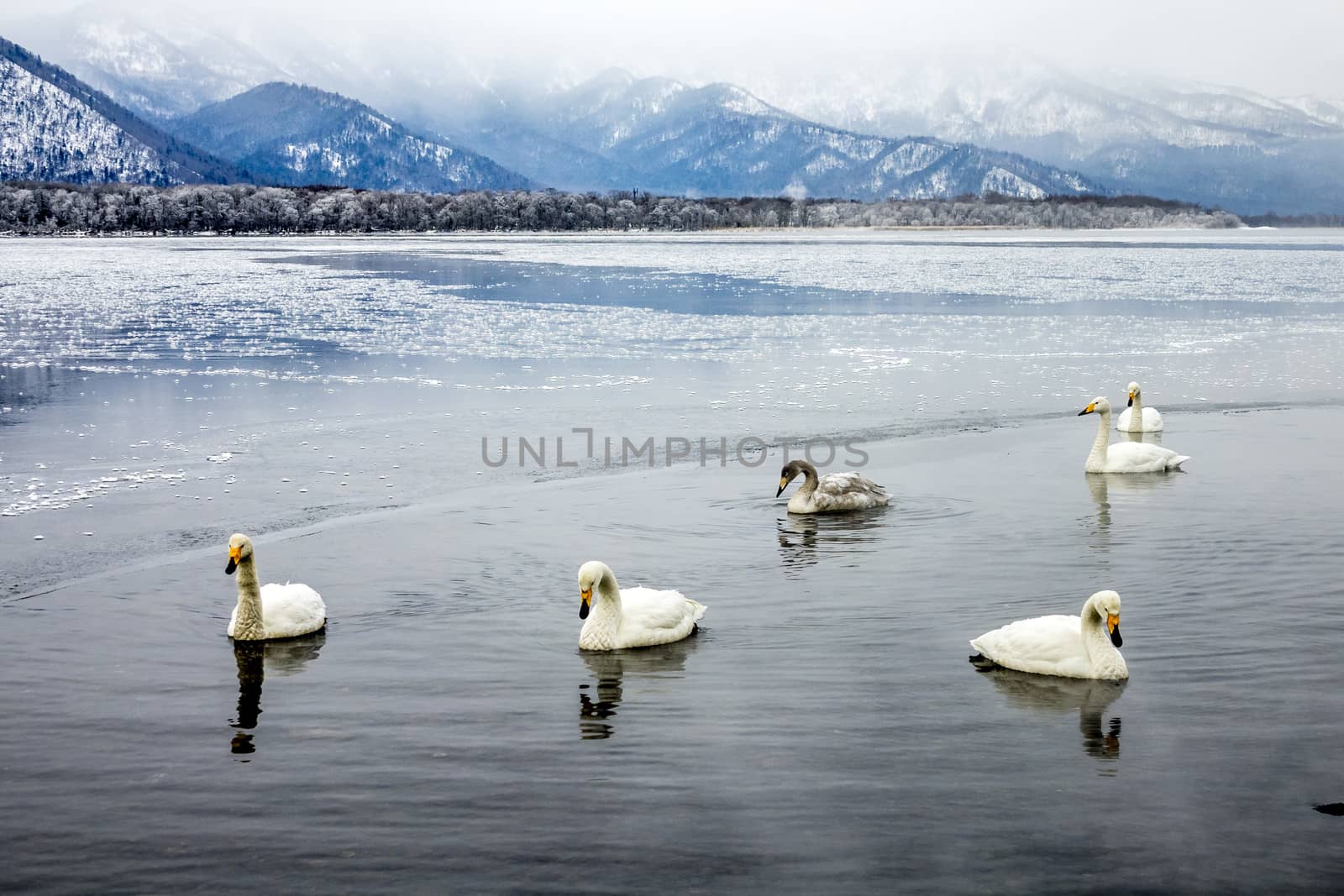 The Swan Lake by JasonYU