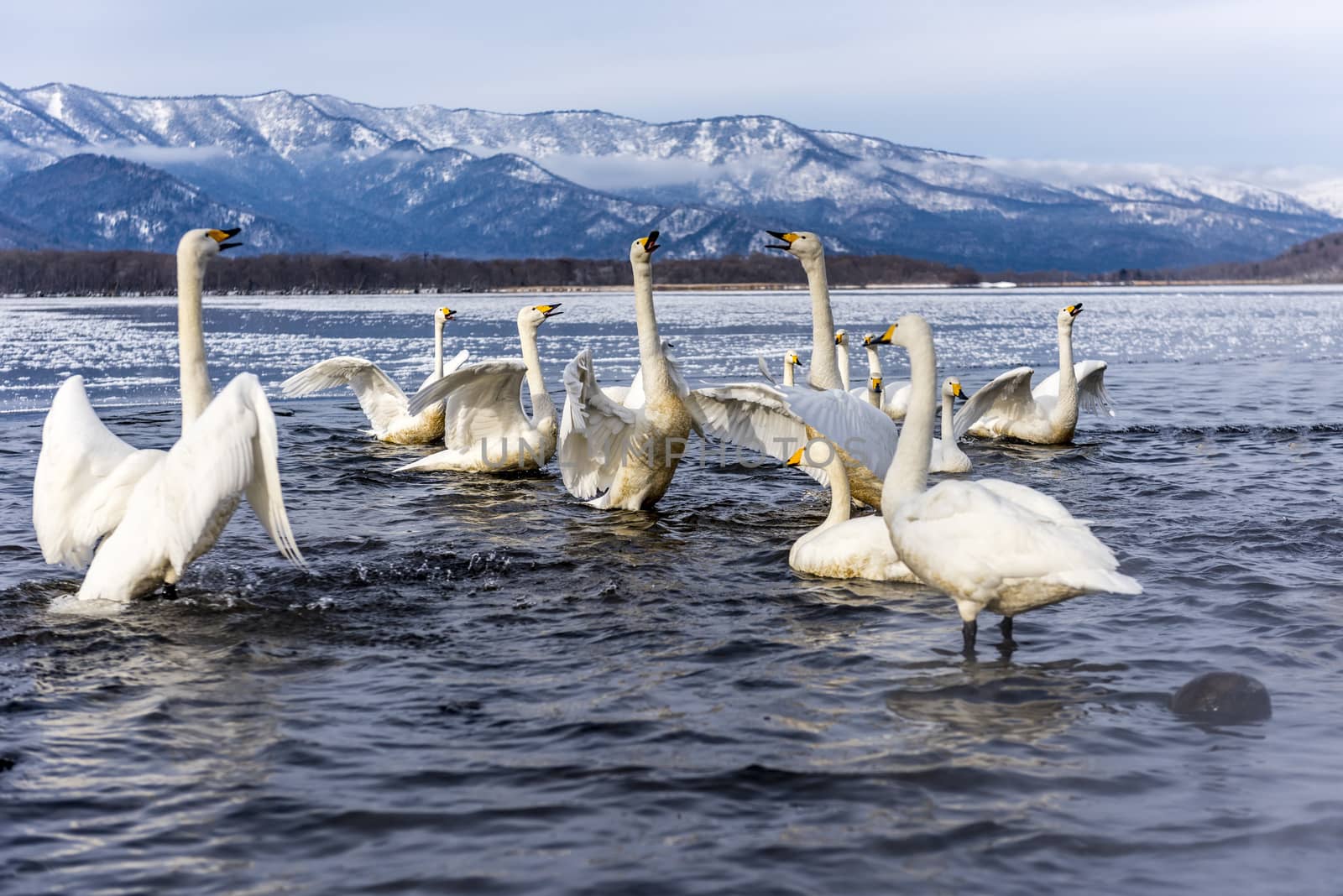 The swans in the Lake Kussharo of Shiretoko in Hokkaido, Japan.