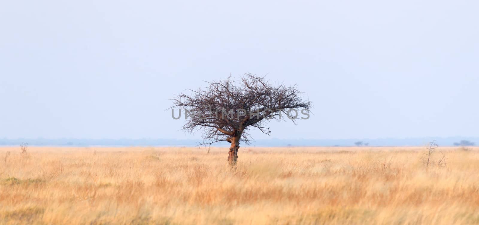 Thorn tree in the middle of the Kalahari by michaklootwijk