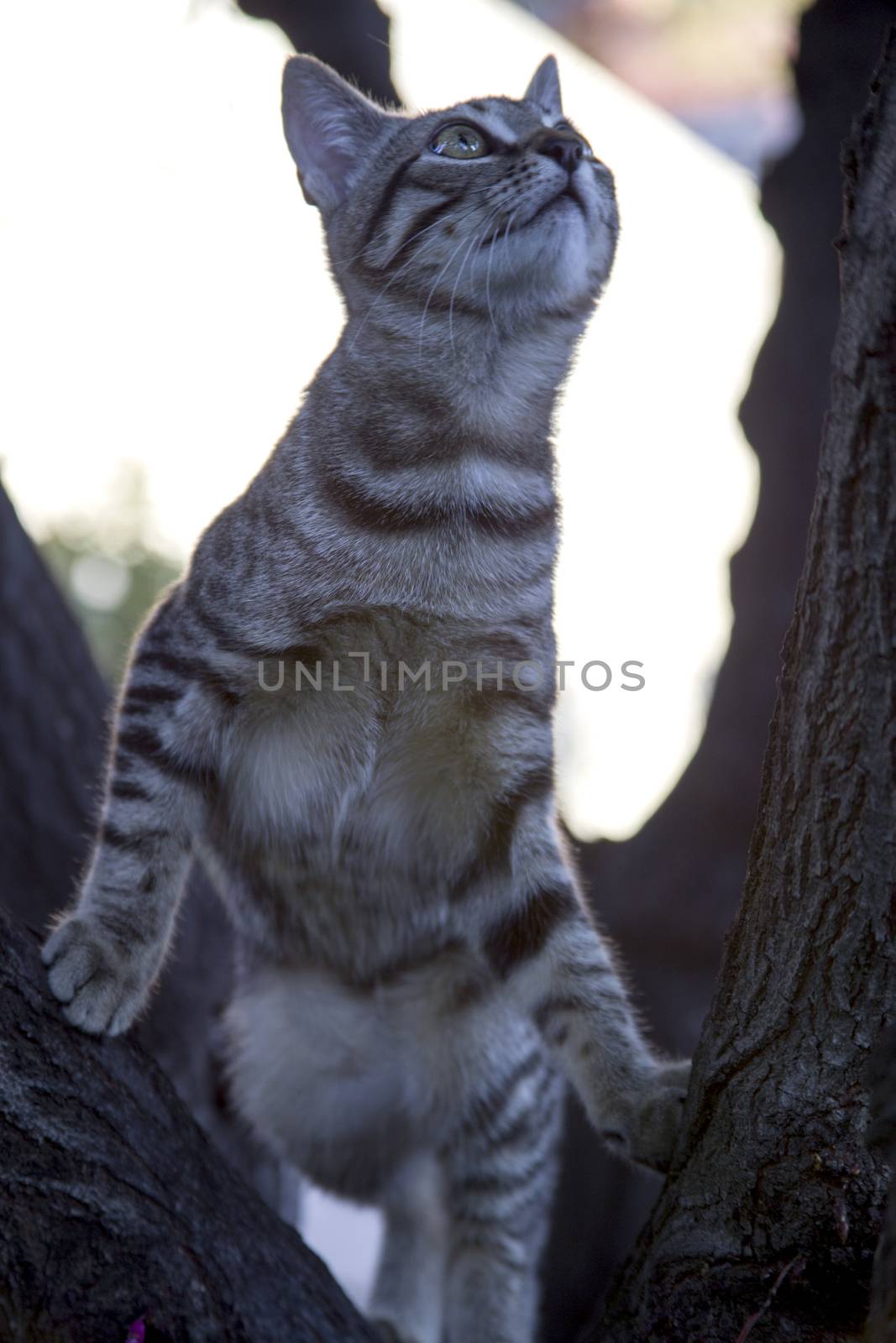 A striped kitten with a funny little face on a walk climbs a tree in the garden. Closeup photo.