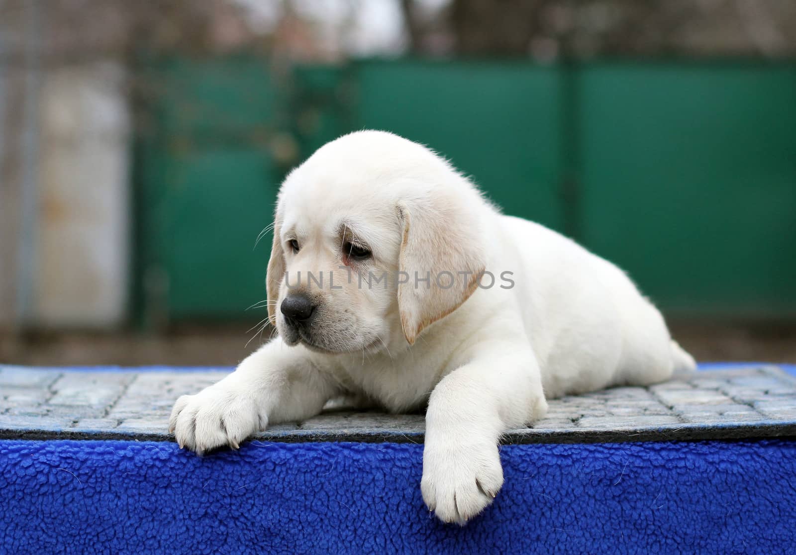 the little yellow labrador puppy sitting on blue background