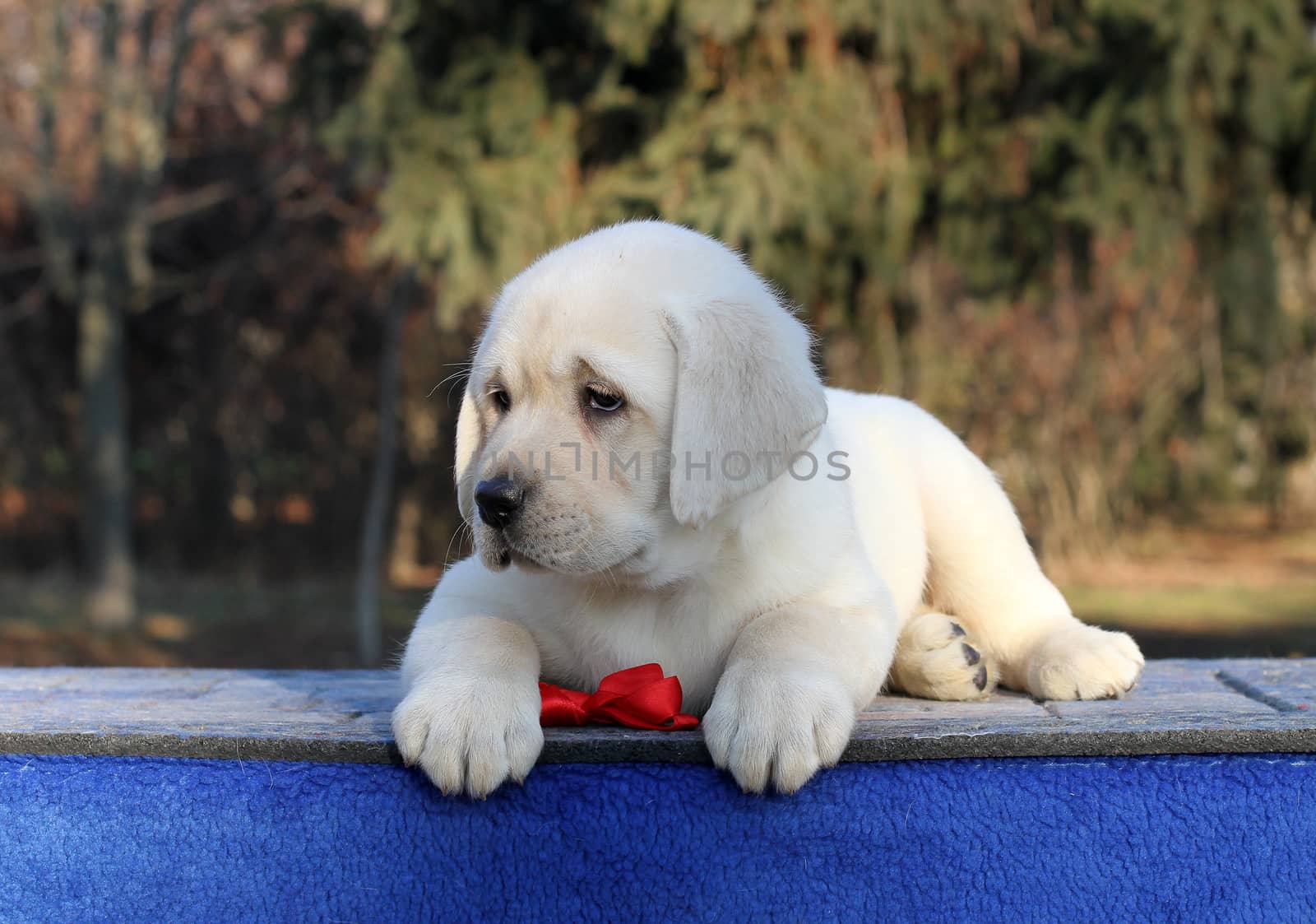 a sweet little yellow labrador puppy sitting on blue background