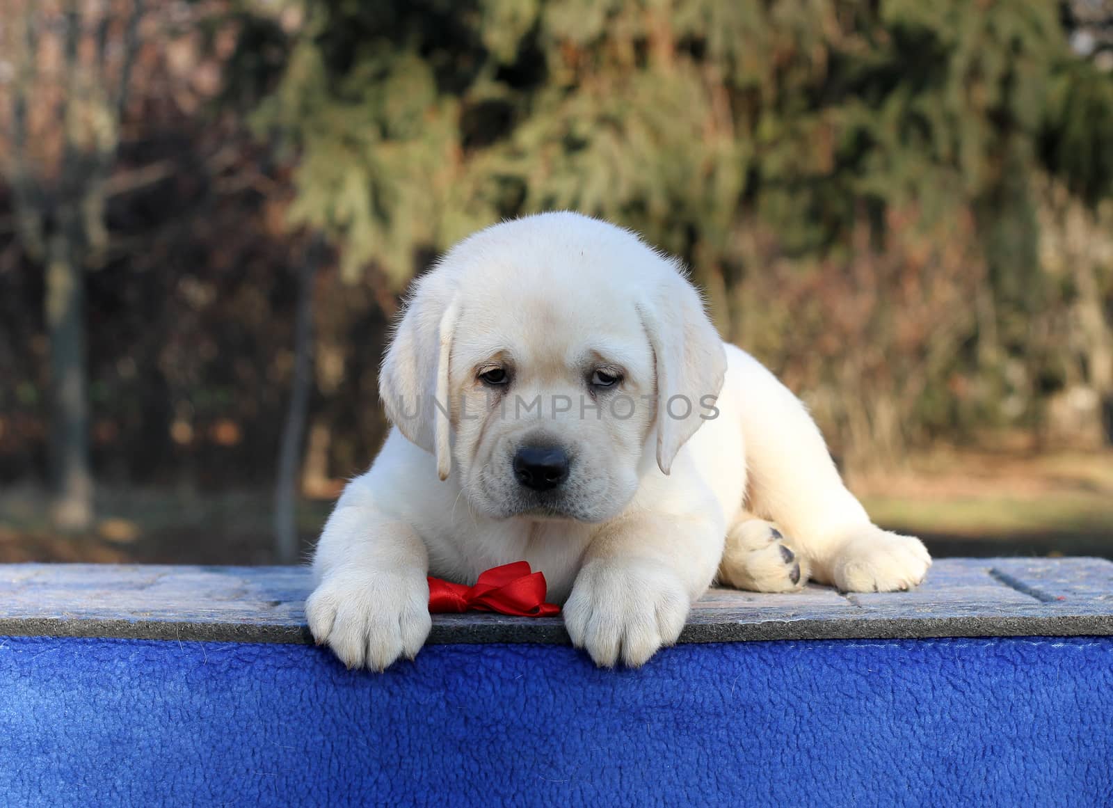 little yellow labrador puppy sitting on blue background