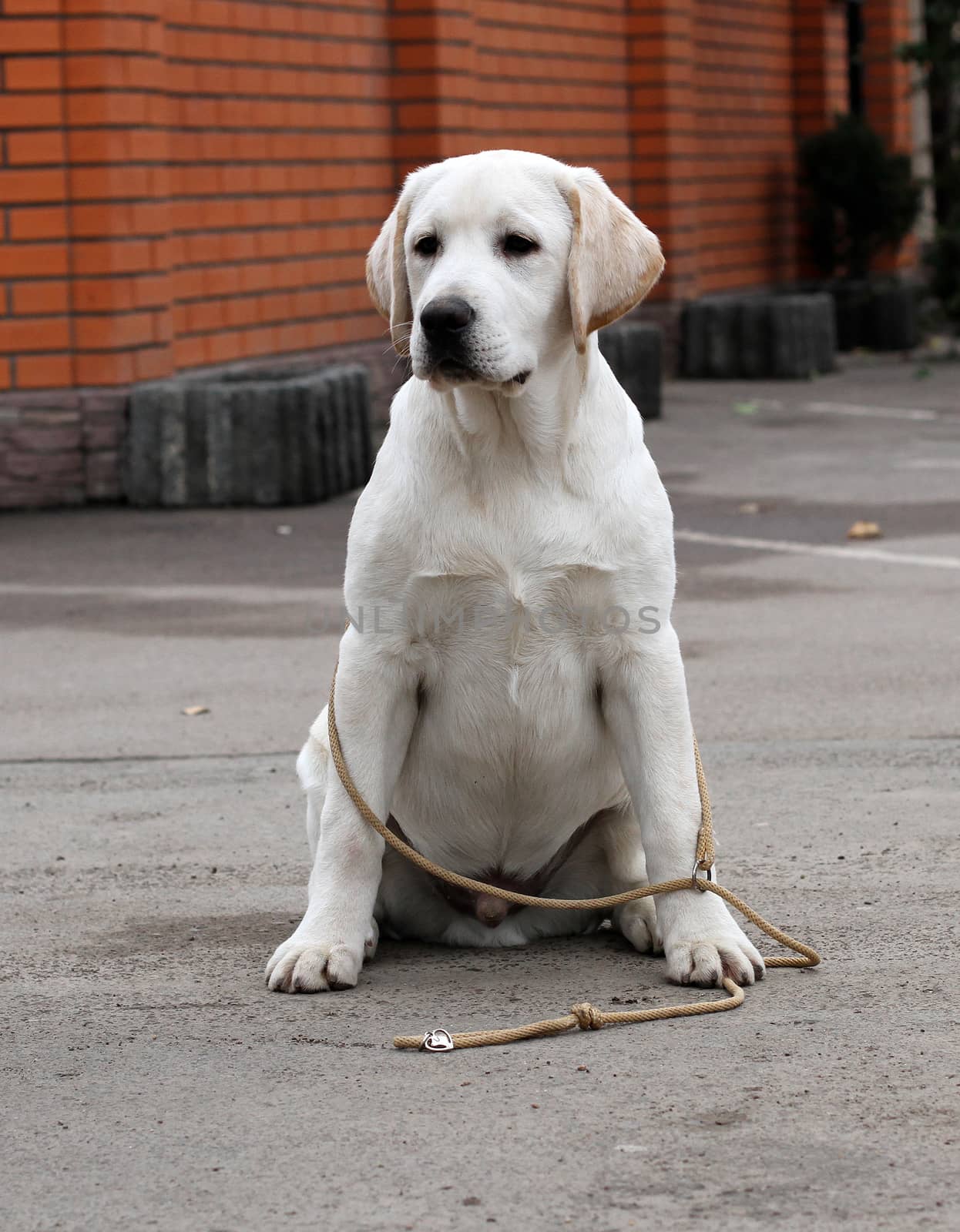 a yellow labrador sitting in the park