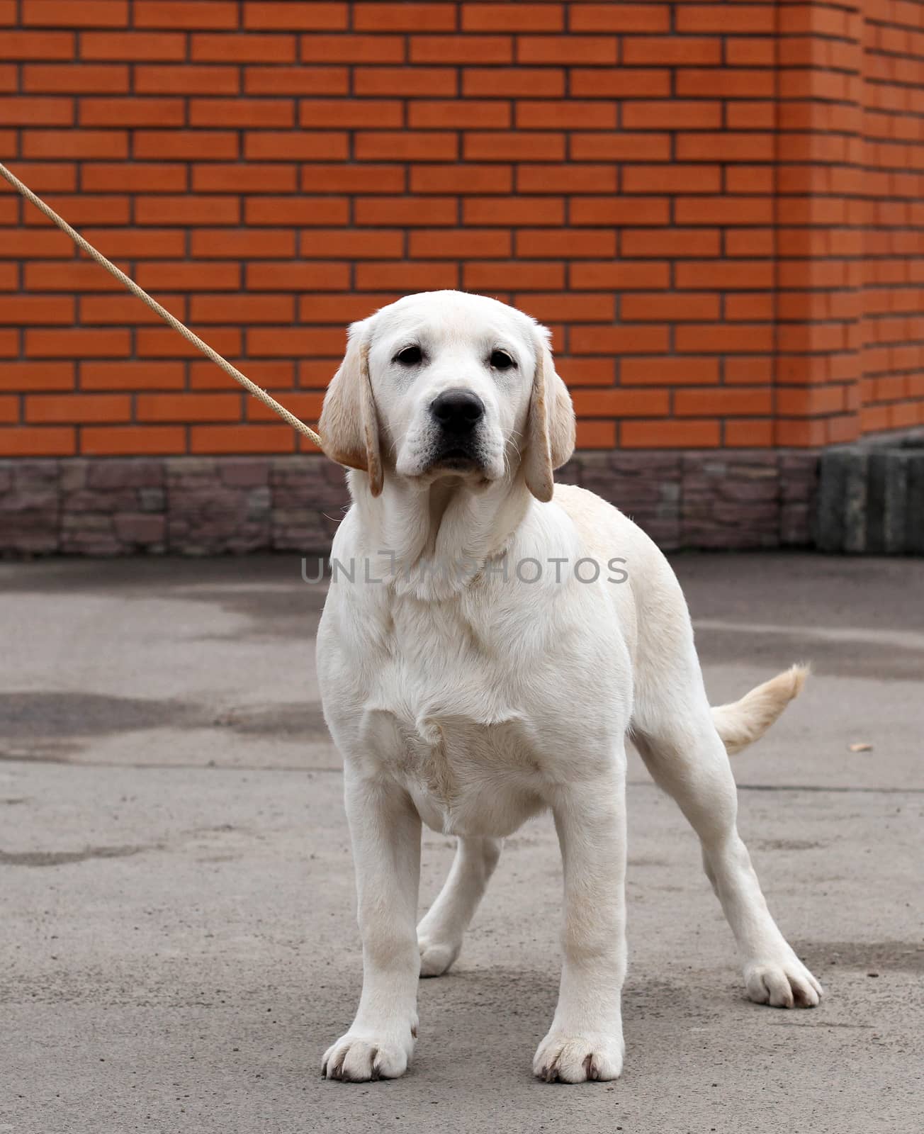 the yellow labrador sitting in the park