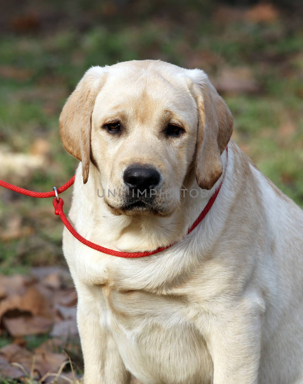 yellow labrador sitting in the park portrait